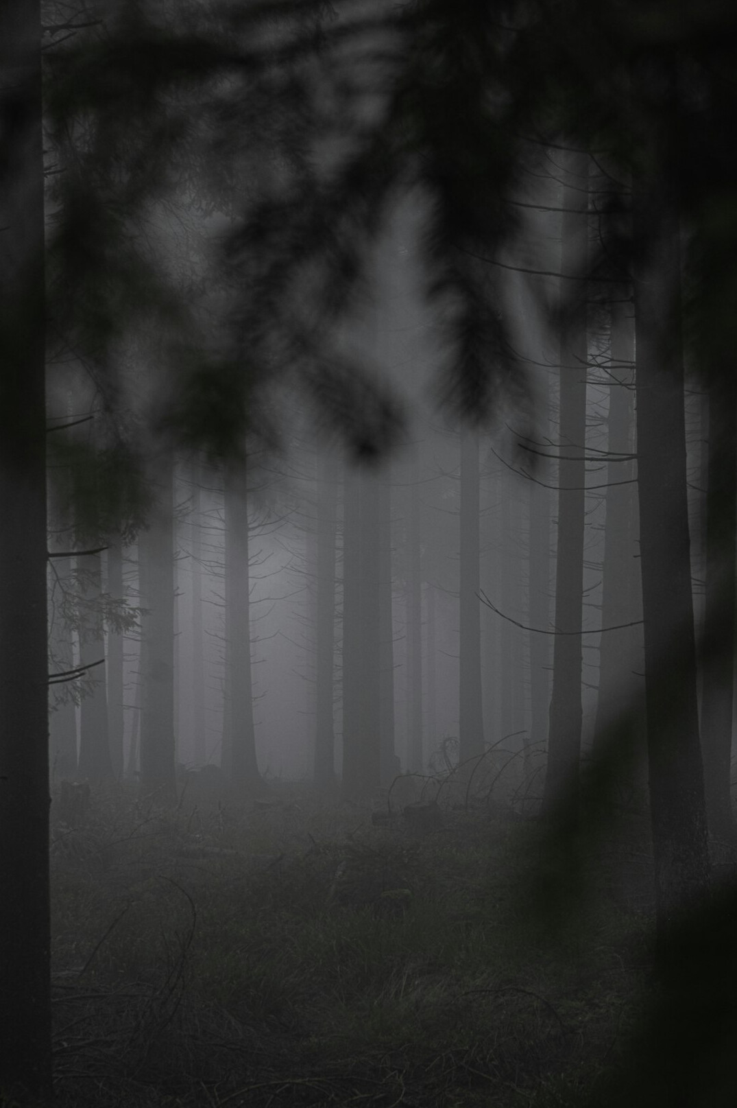 mystical black forest