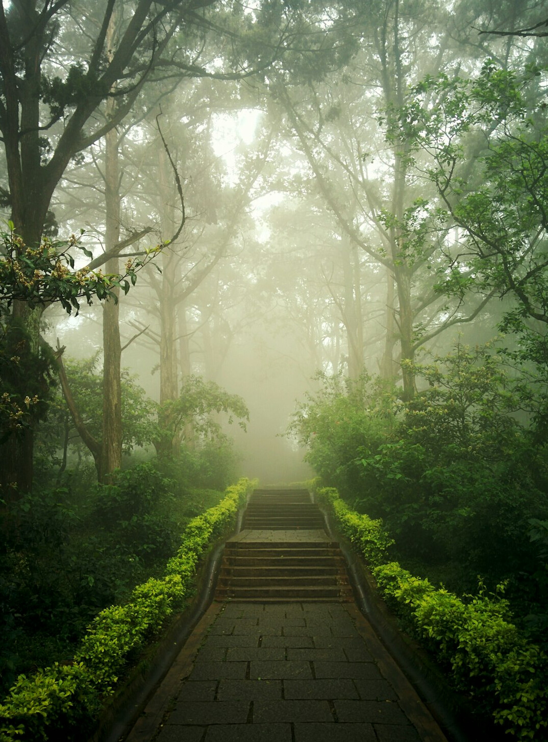 black forest misty path